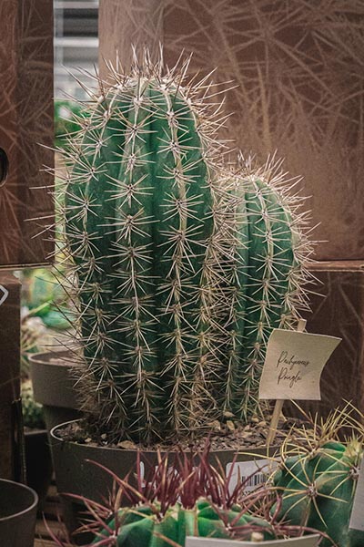 Tous nos cactus
